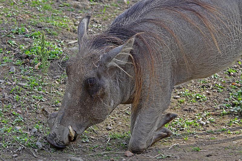 Zoo_Pilsen_15.jpg