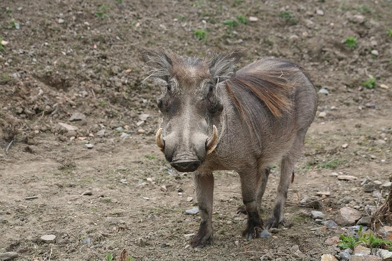 Zoo_Pilsen_17.JPG
