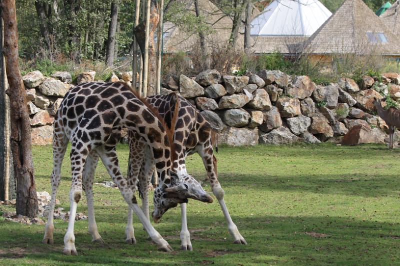 Zoo_Pilsen_19.jpg