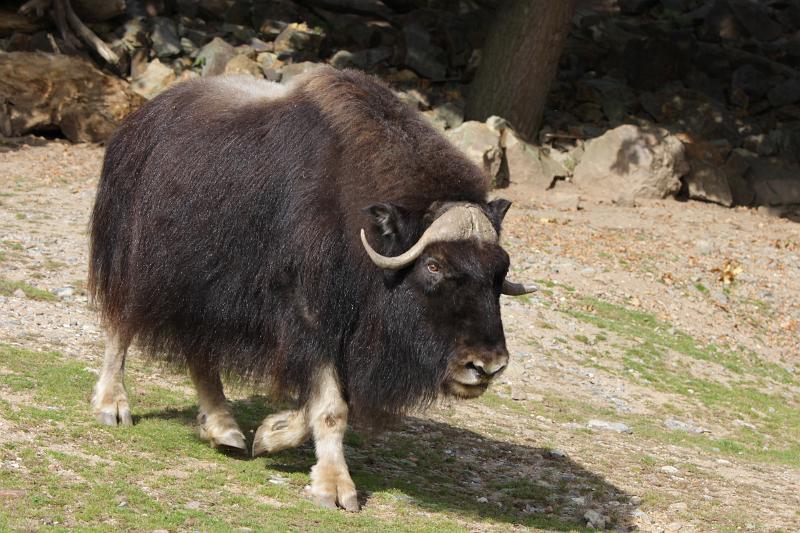 Zoo_Pilsen_23.jpg
