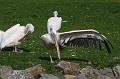Zoo_Pilsen_11