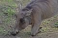 Zoo_Pilsen_15