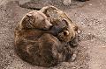 Zoo_Pilsen_24