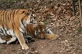Zoo_Pilsen_29