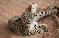 Zoo_Pilsen_30