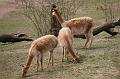 Zoo_Pilsen_36