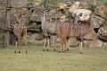 Zoo_Pilsen_76