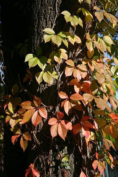IMG_9446.JPG