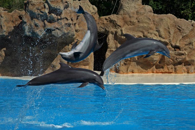 Delfine06.jpg