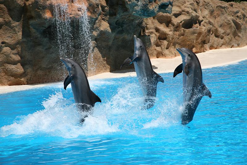 Delfine12.JPG
