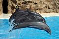 Delfine03