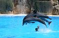 Delfine09