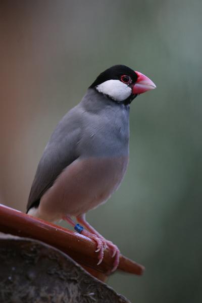 Freiflugvoliere10.jpg