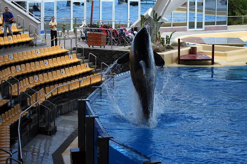 Orca05.jpg