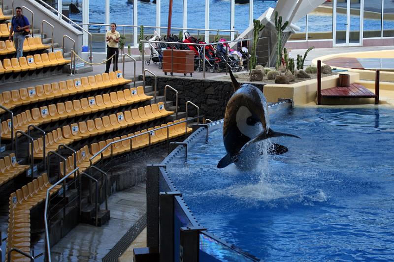 Orca07.jpg