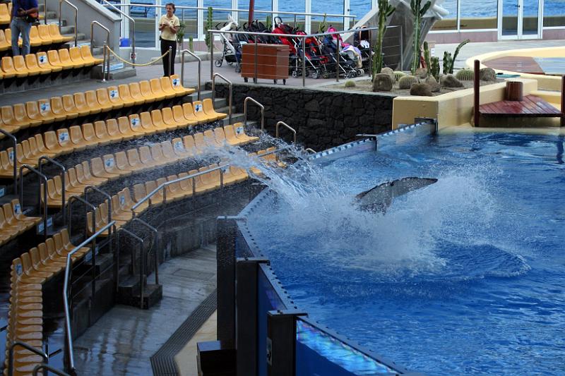 Orca08.jpg