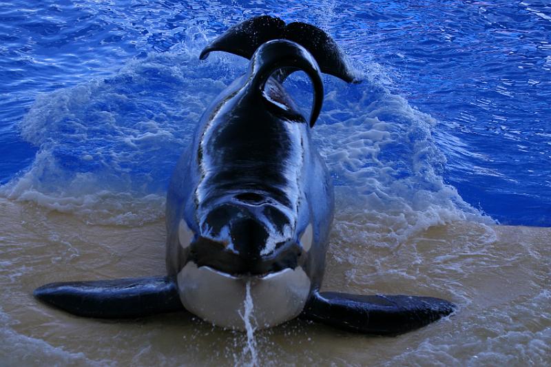 Orca09.jpg