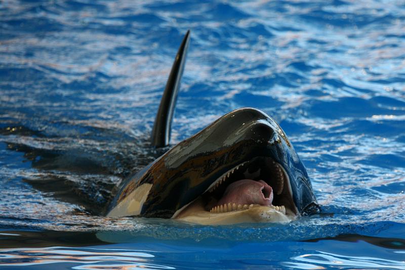 Orca11.jpg