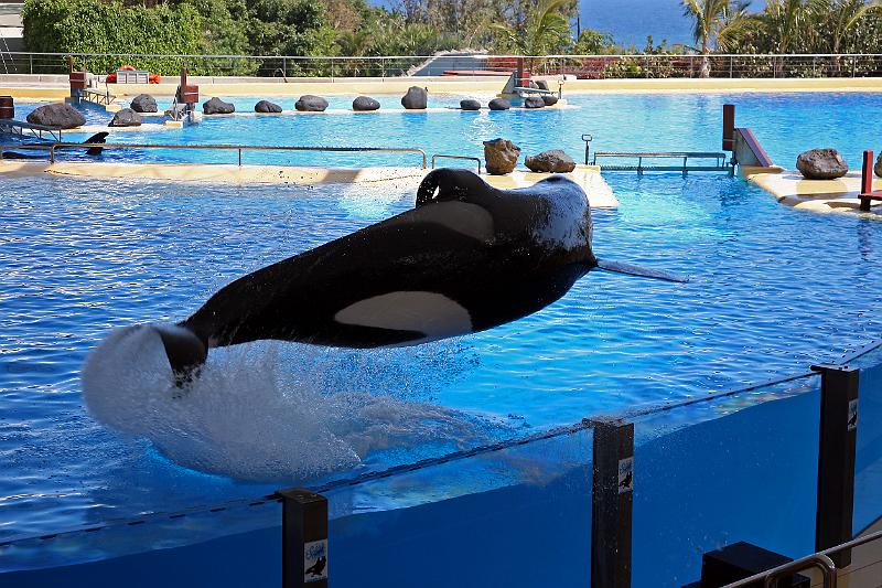 Orca14.jpg