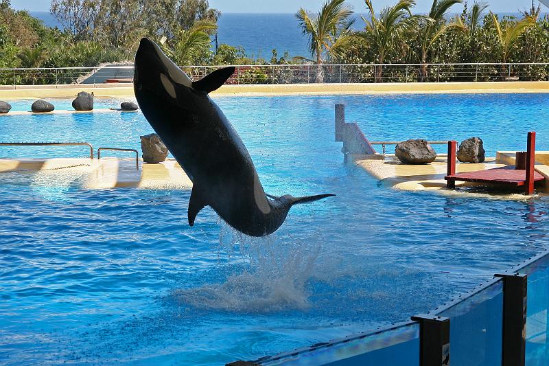 Orca16.jpg