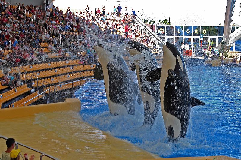 Orca17.jpg