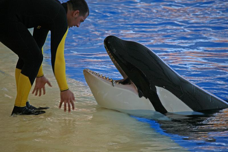Orca18.jpg