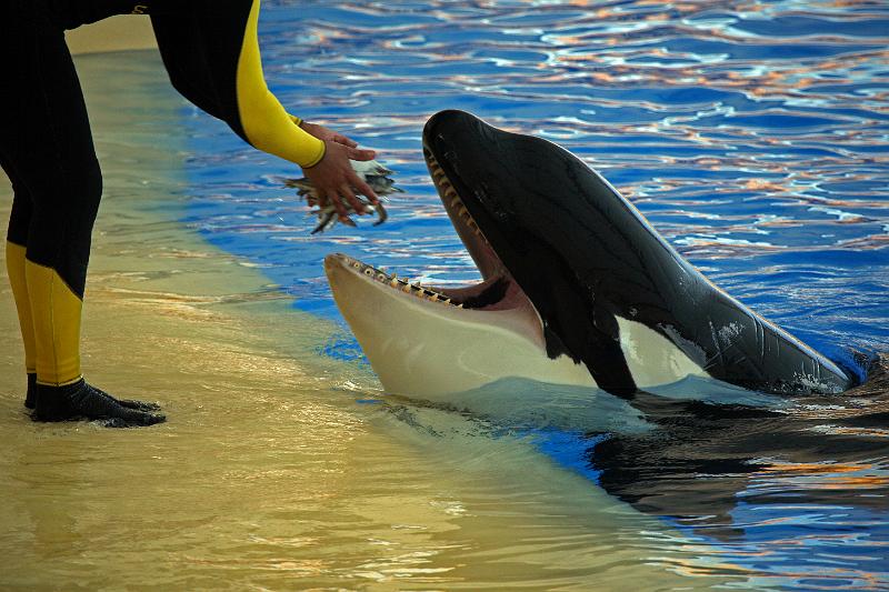 Orca19.jpg