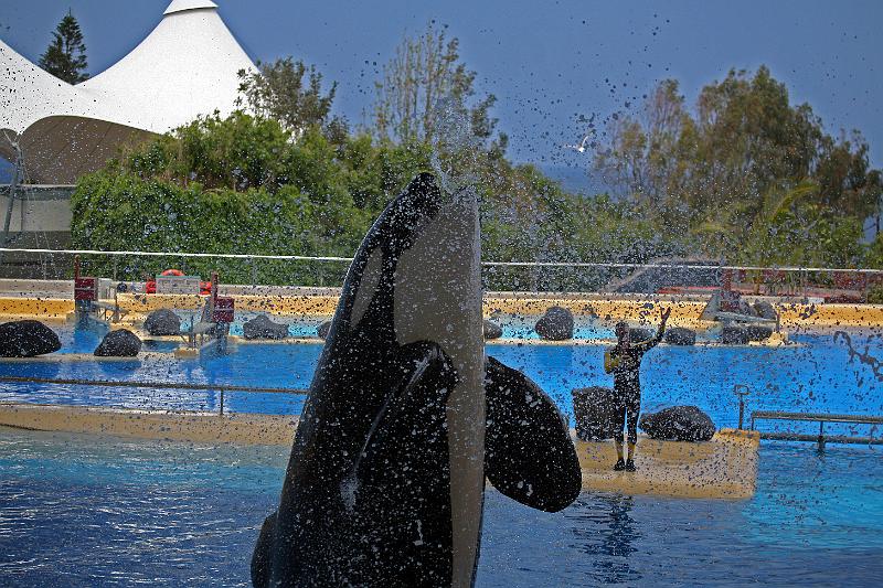 Orca20.jpg