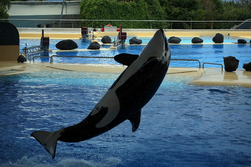 Orca21.jpg
