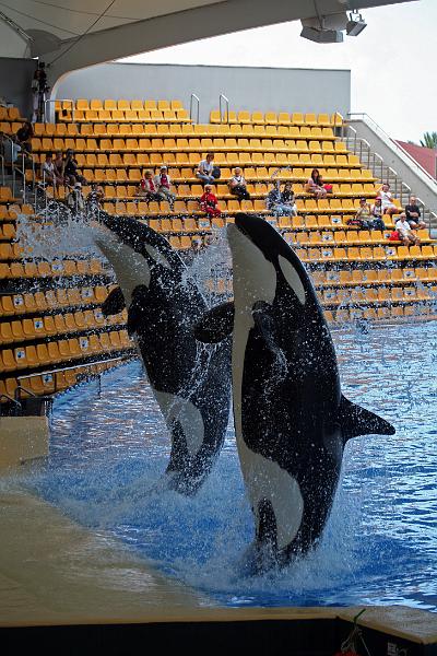 Orca22.jpg