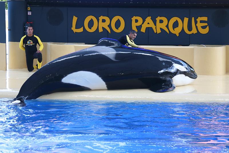 Orca23.JPG
