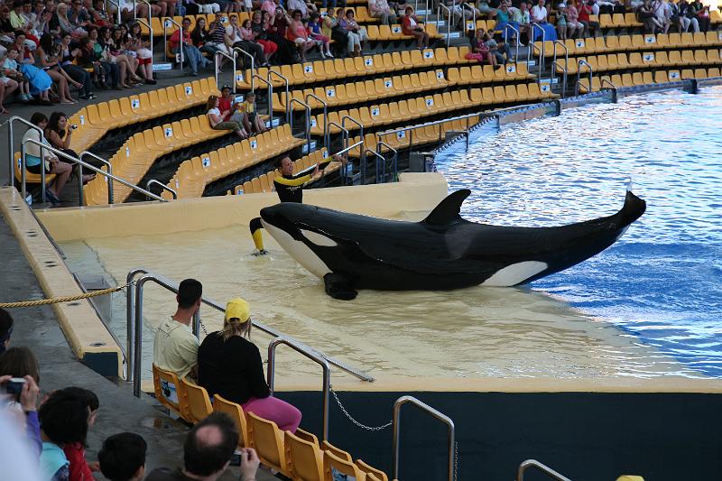 Orca26.JPG