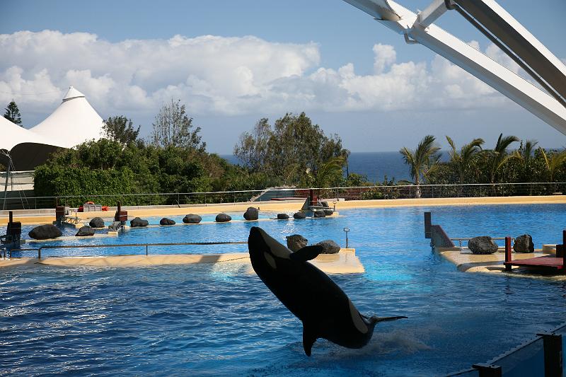 Orca27.JPG