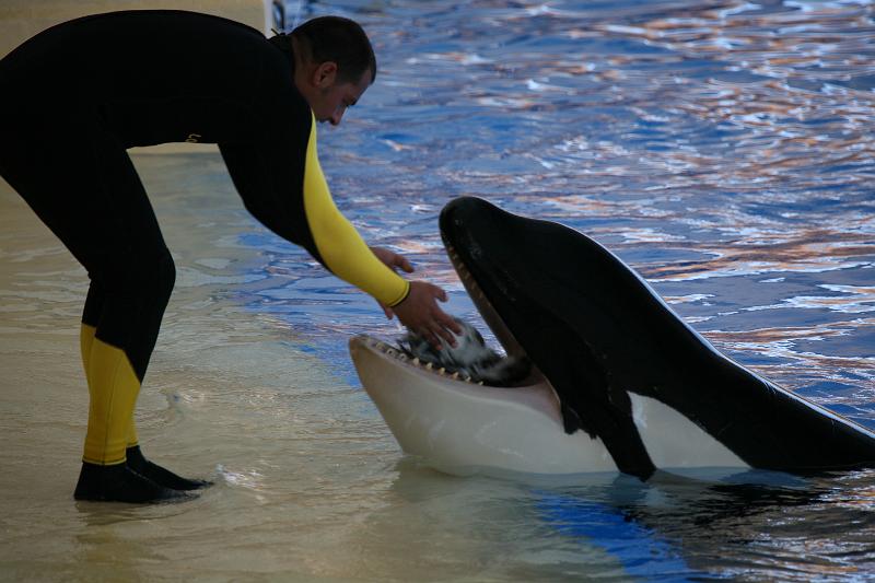 Orca28.JPG