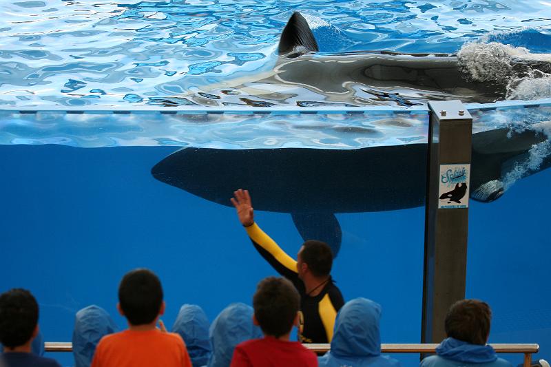 Orca29.JPG