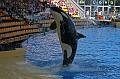 Orca12