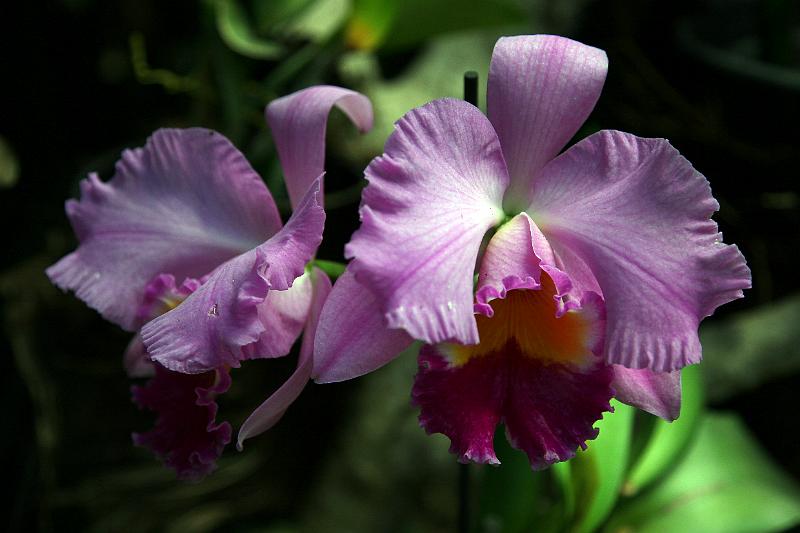 Orchideen02.jpg