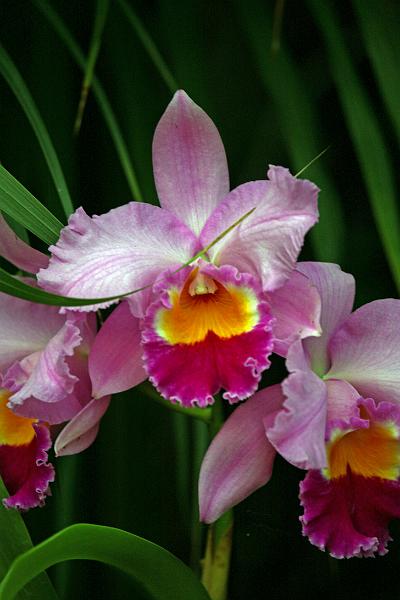 Orchideen04.jpg
