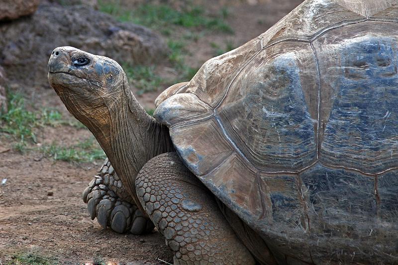 Schildkröten01.jpg