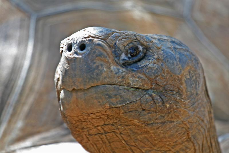 Schildkröten02.jpg