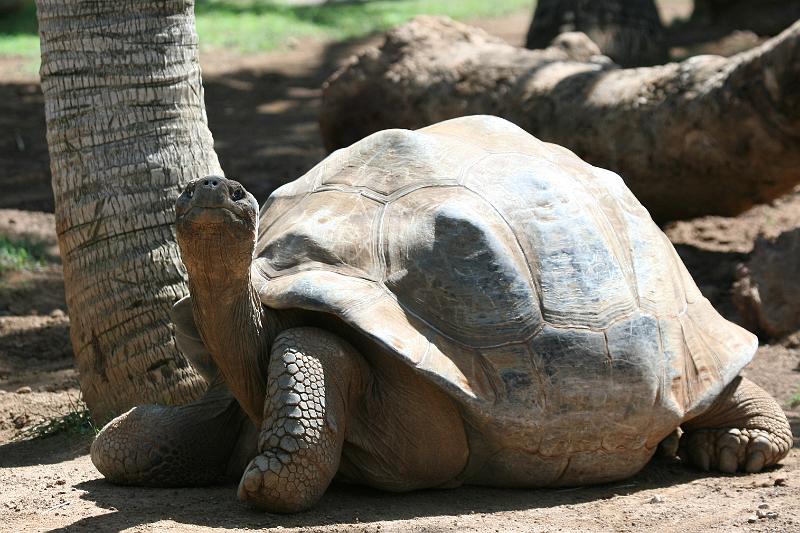 Schildkröten04.jpg