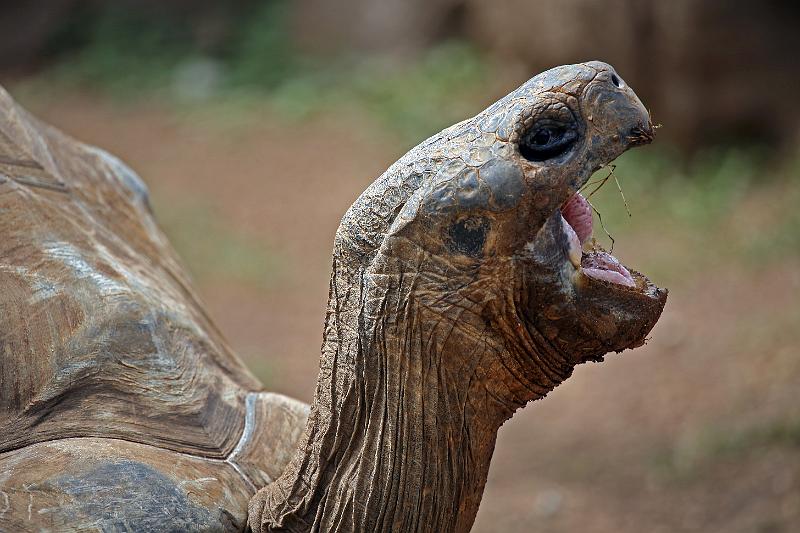 Schildkröten05.jpg