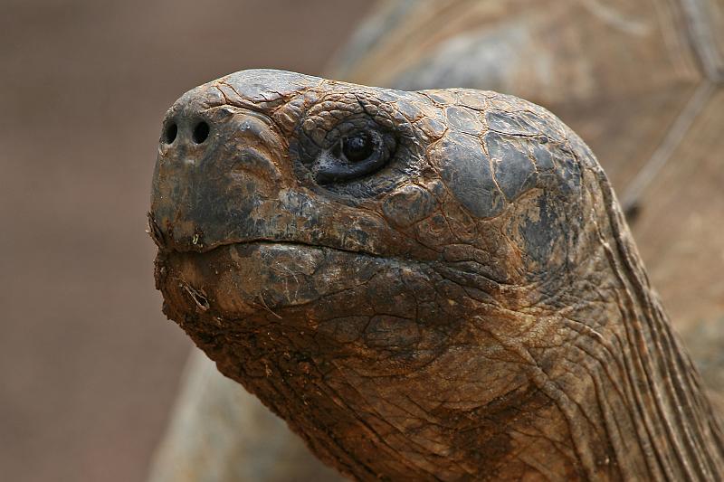 Schildkröten06.jpg