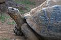 Schildkröten01