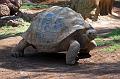 Schildkröten03