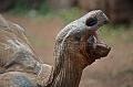 Schildkröten05