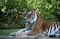 Tiger04