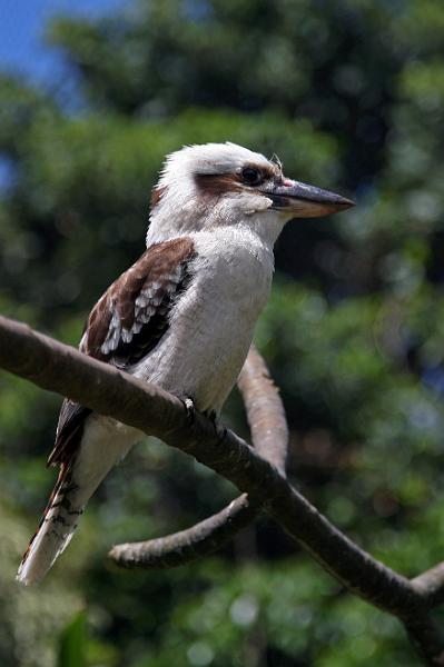 Vögel05.jpg