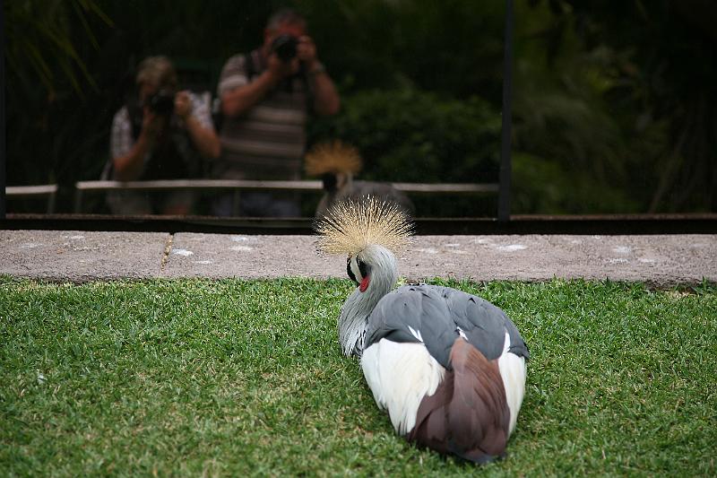 Vögel06.jpg