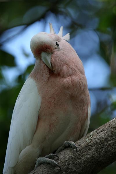 Vögel07.jpg